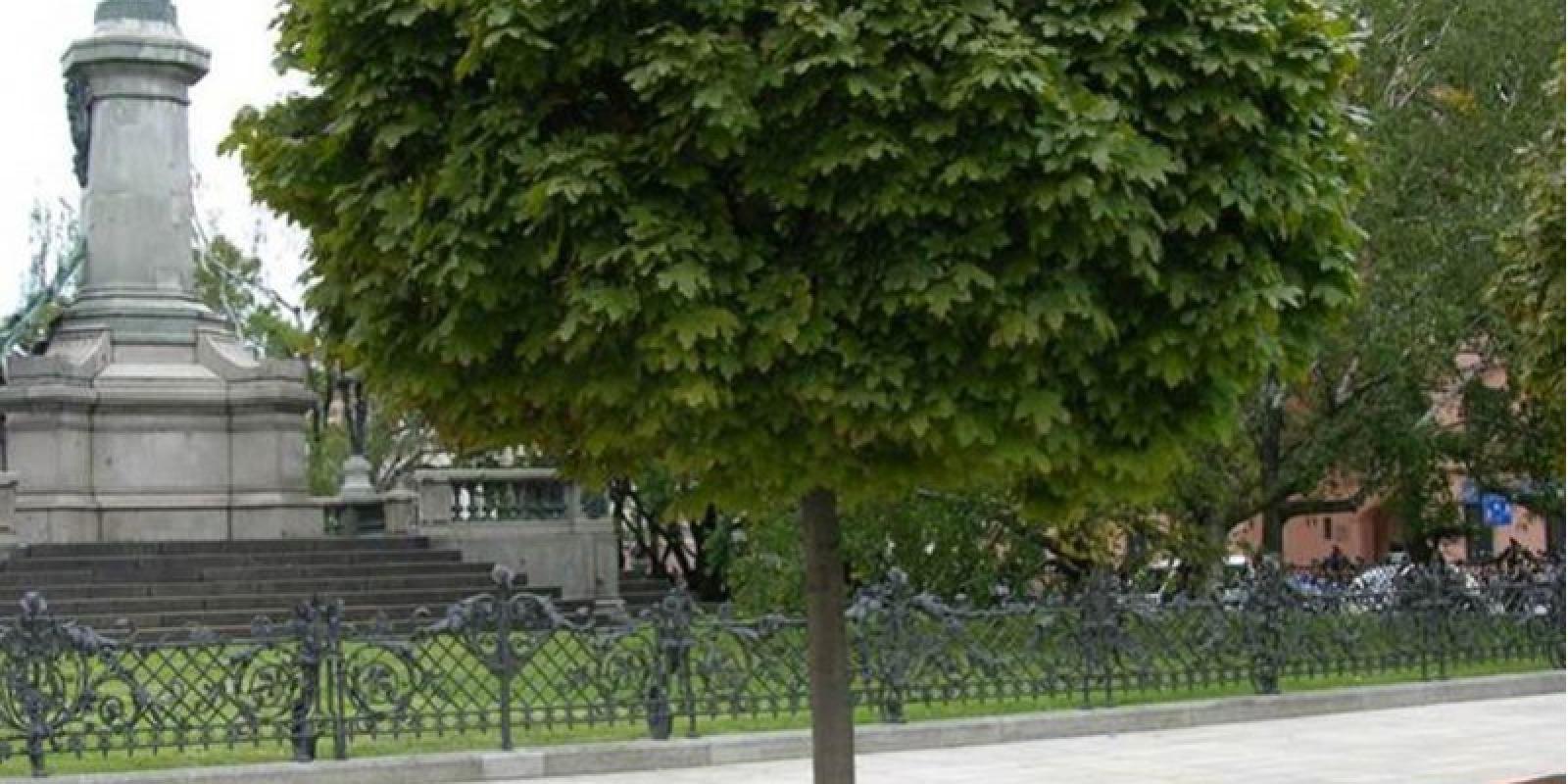 Plante : ACPLGL