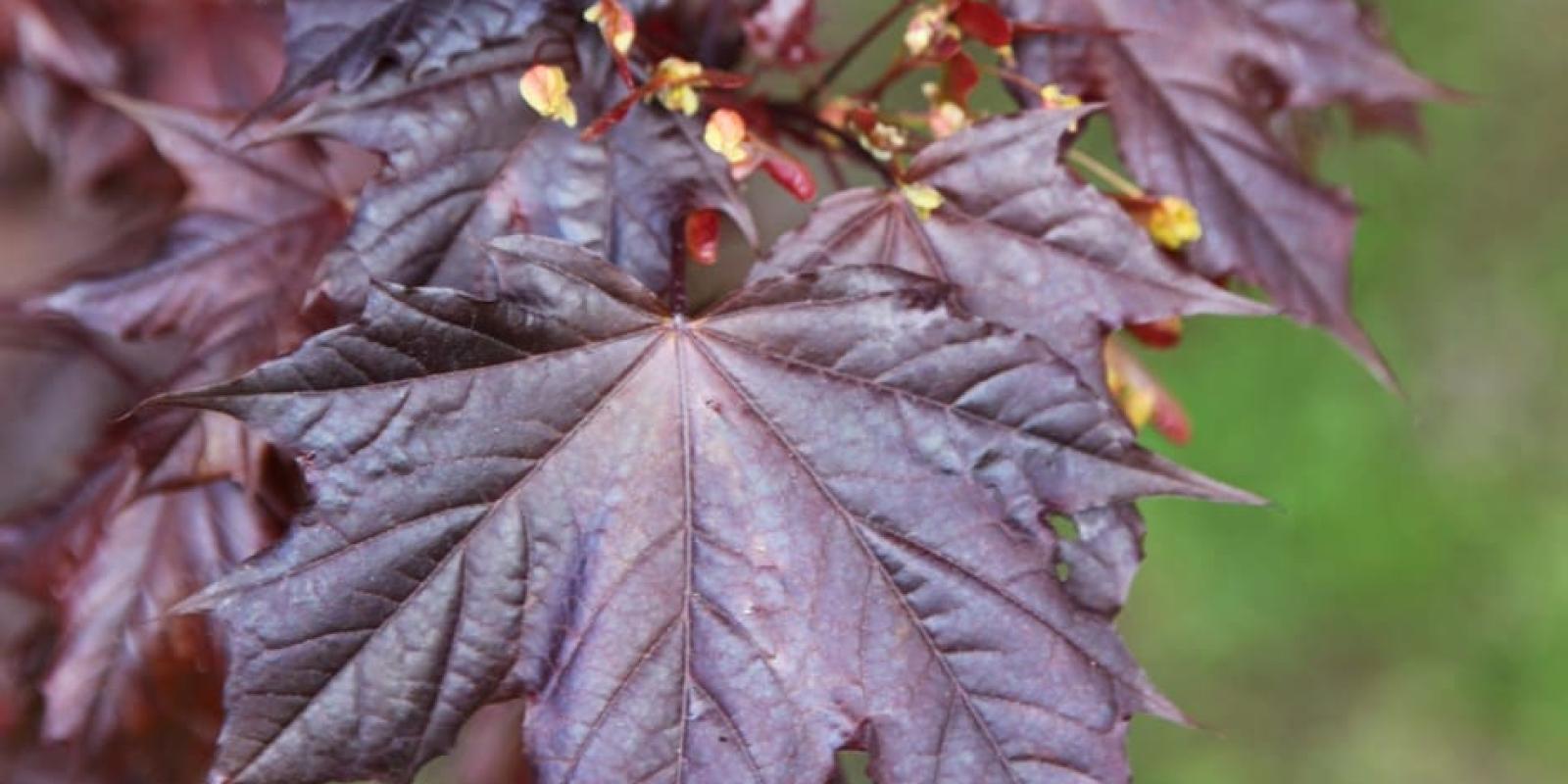 Plante : ACPLRR