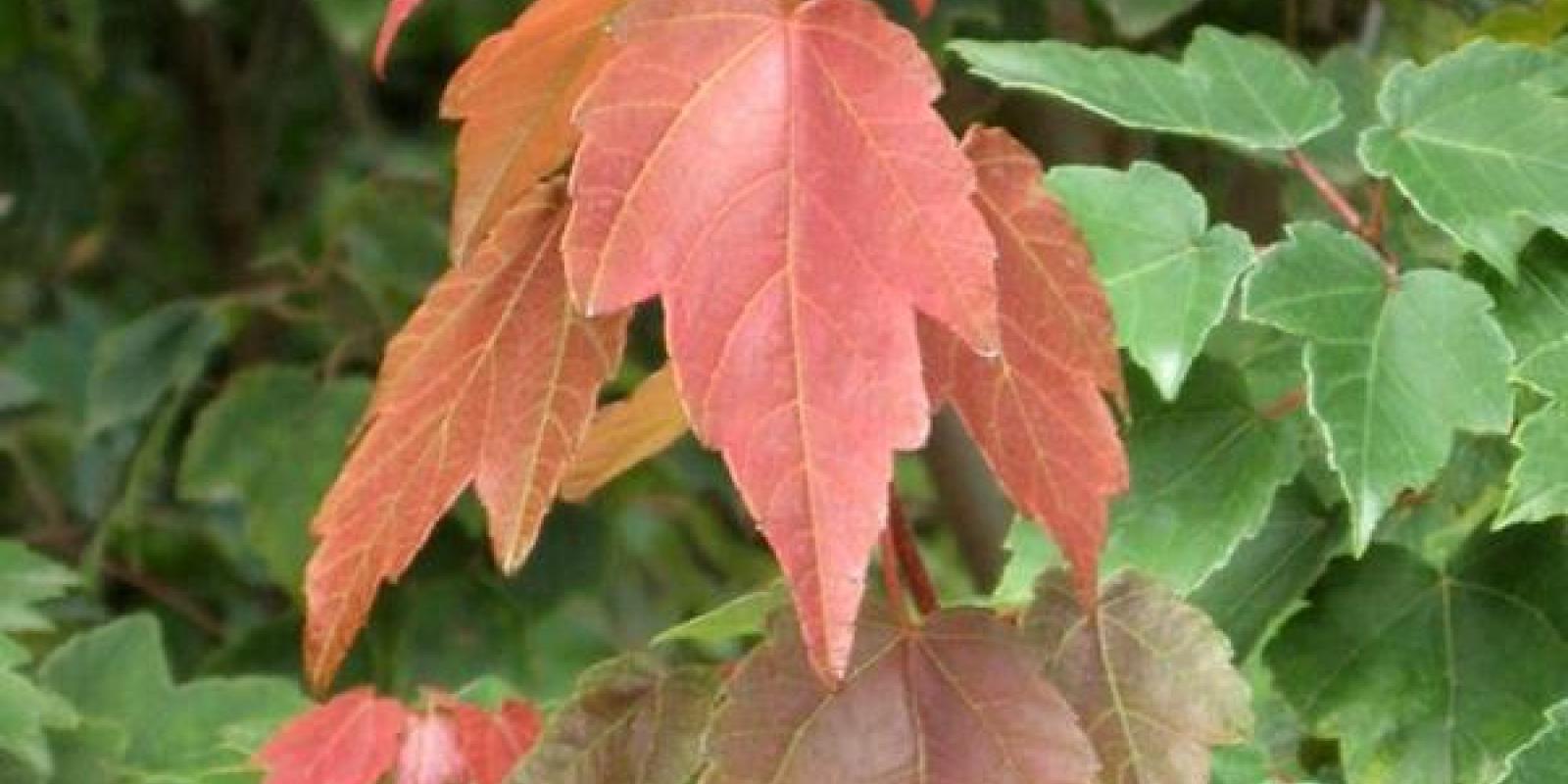Plante : ACRUSURE
