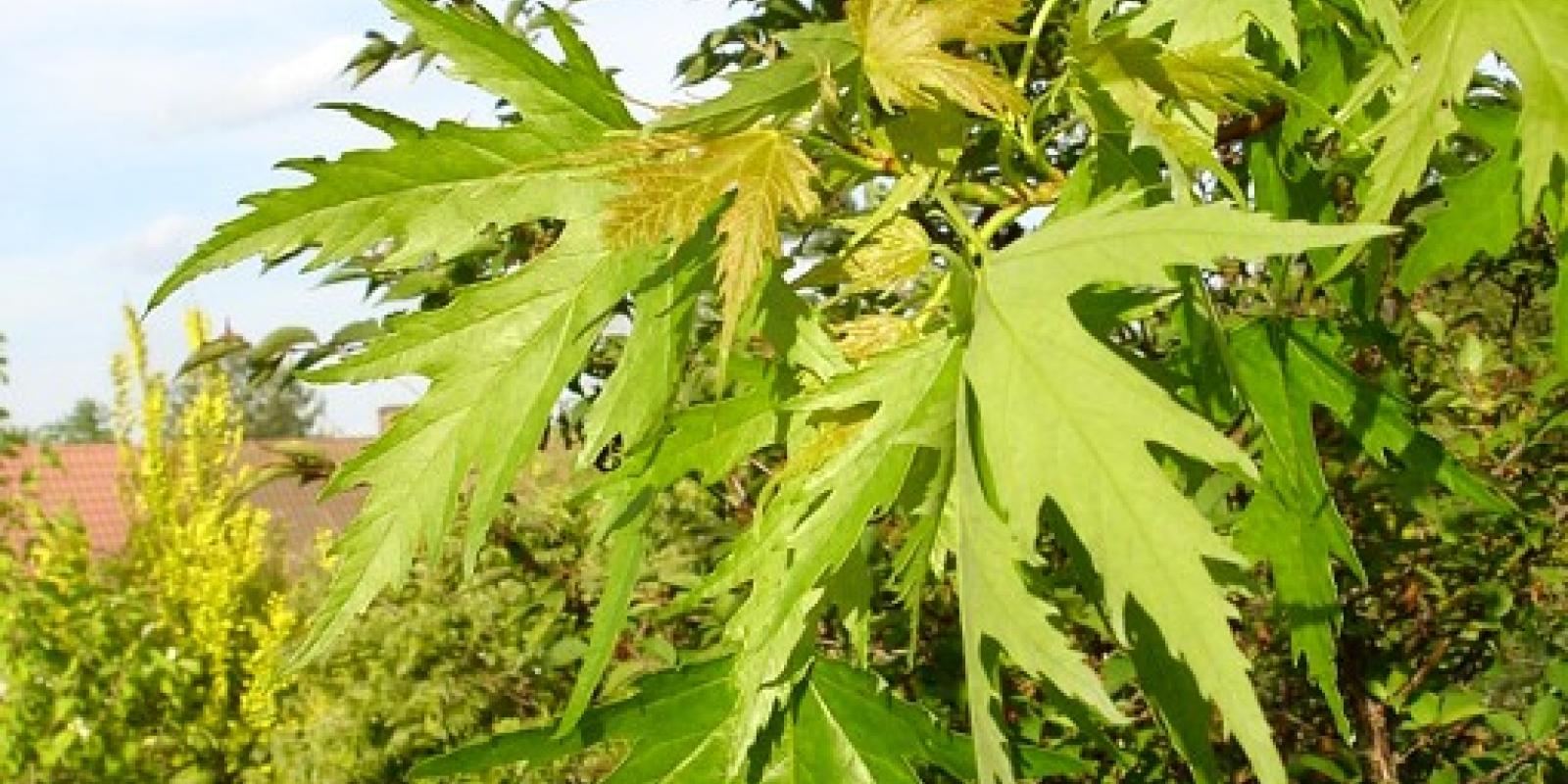 Plante : ACSALAWE
