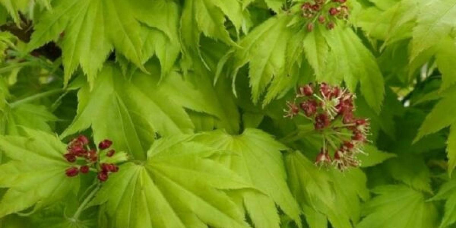 Plante : ACSHAU