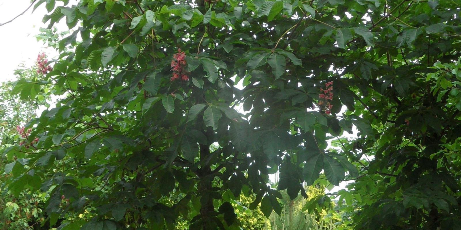 Plante : AEBR