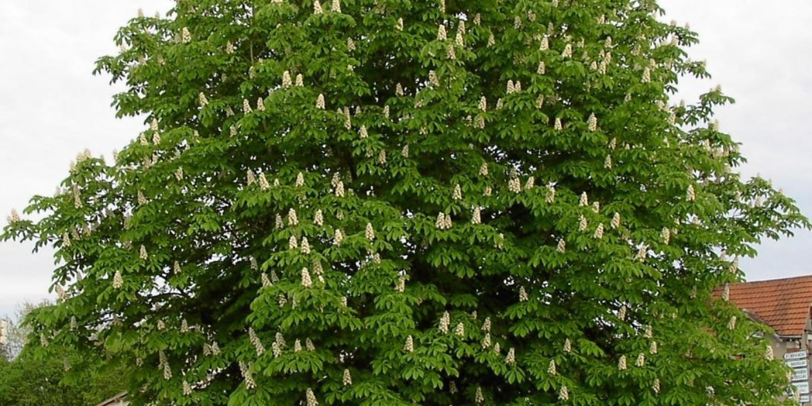 Plante : AEHI