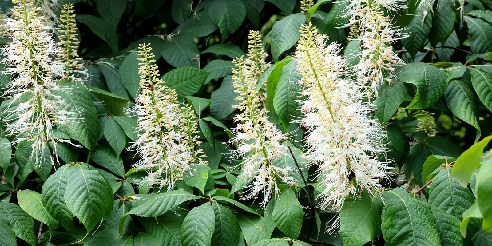 Plante : AEPA