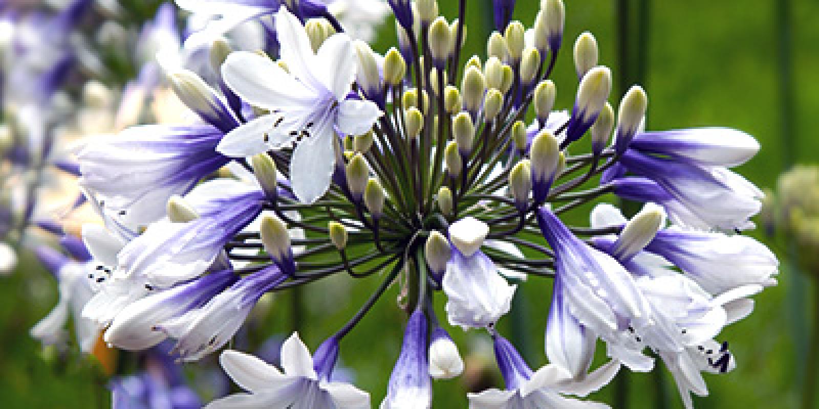 Plante : AGAFTW