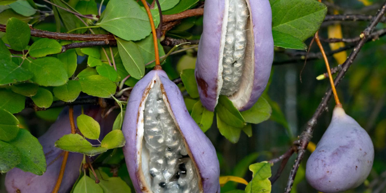 Plante : AKQU