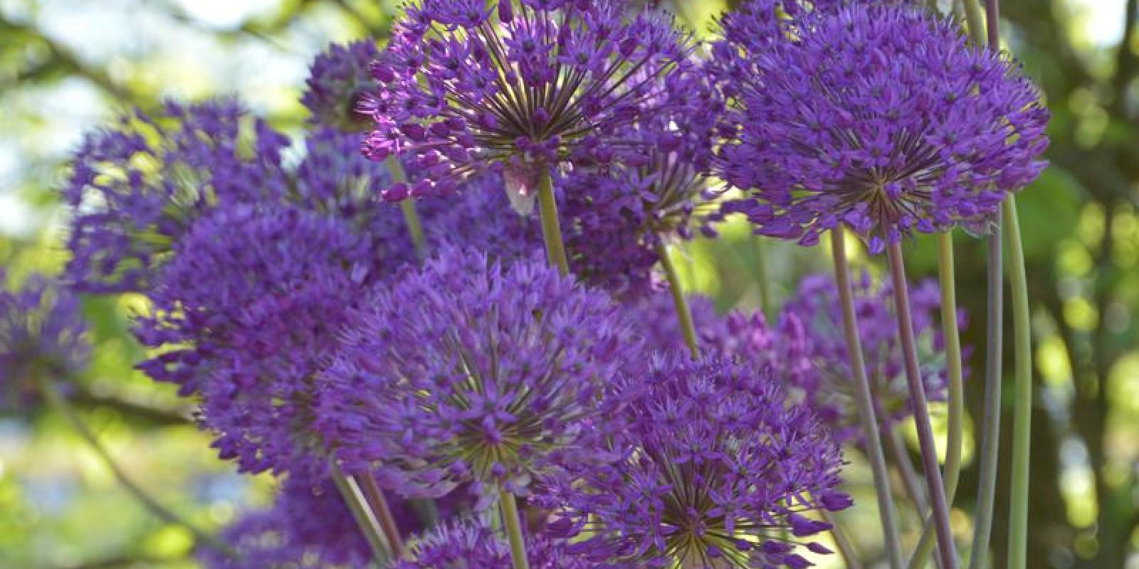 Plante : ALAFPUSE