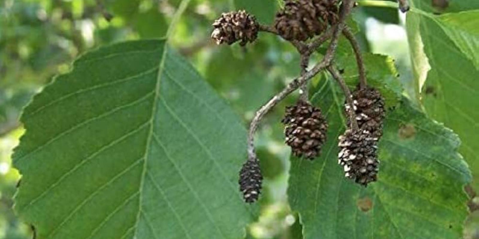 Plante : ALGL