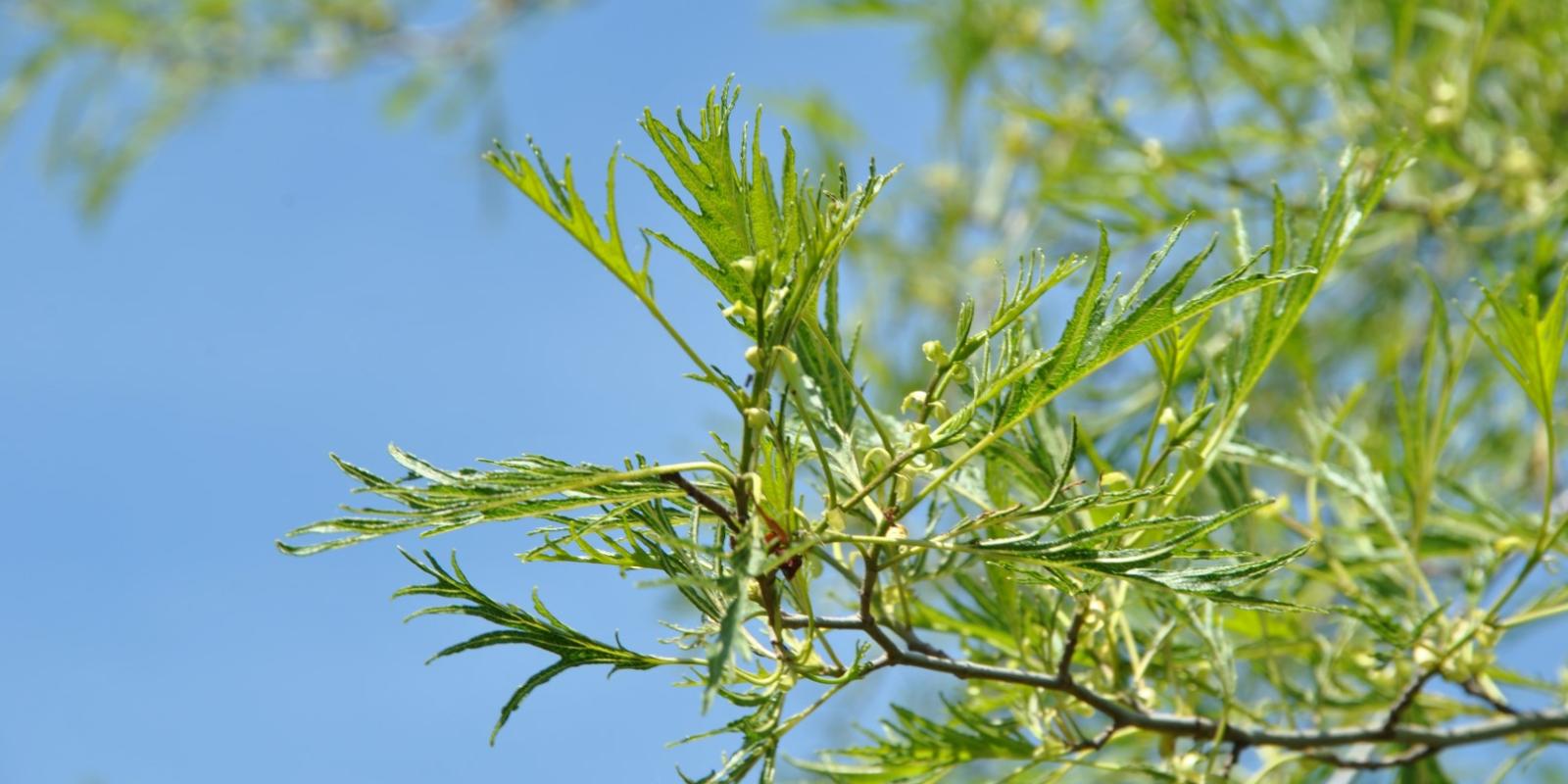 Plante : ALGLIM