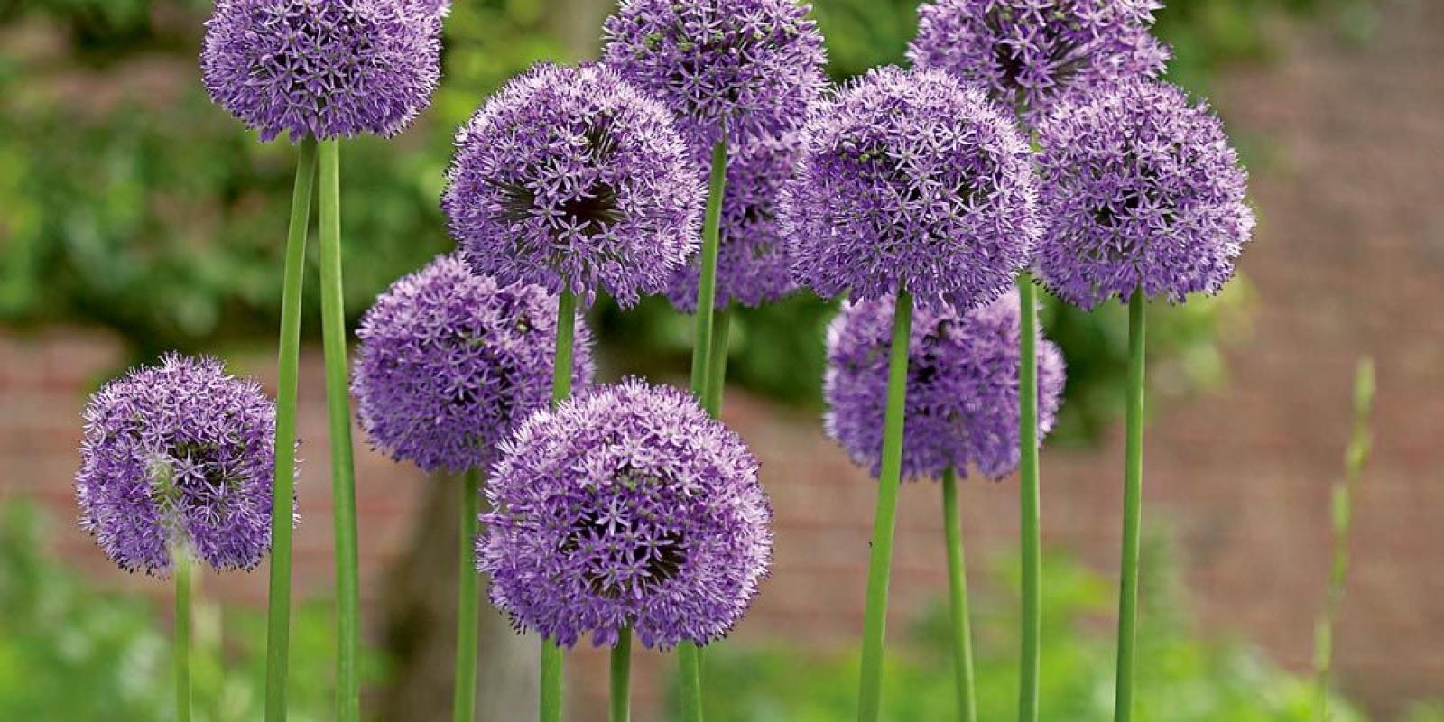 Plante : ALHYGL