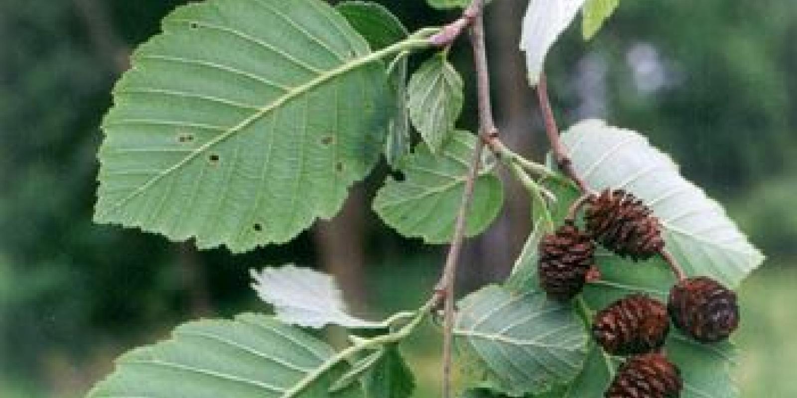 Plante : ALIN