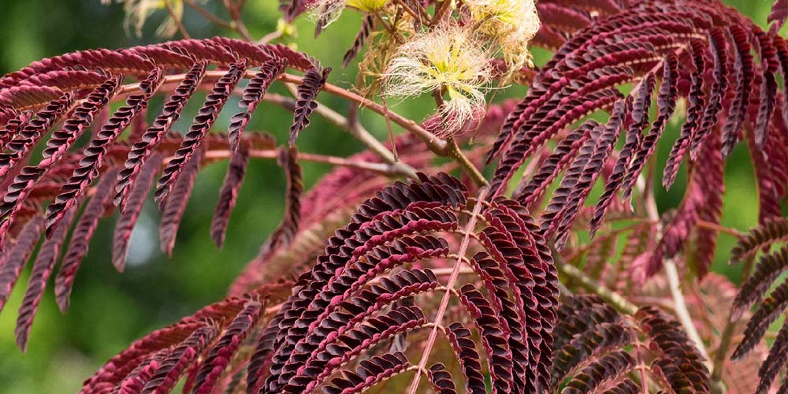 Plante : ALJUCHFO