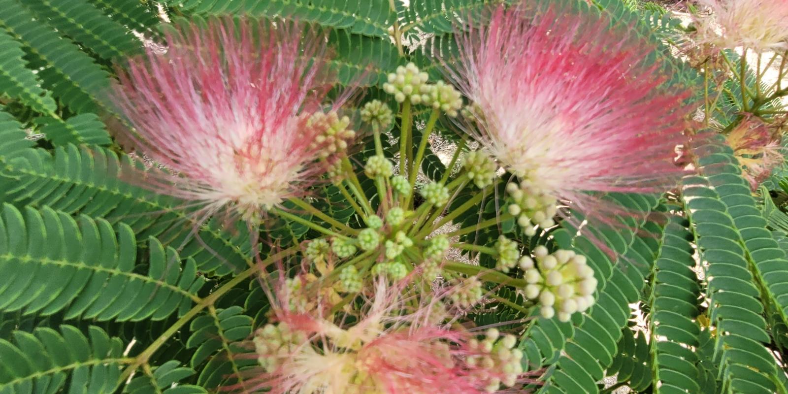 Plante : ALJUOM
