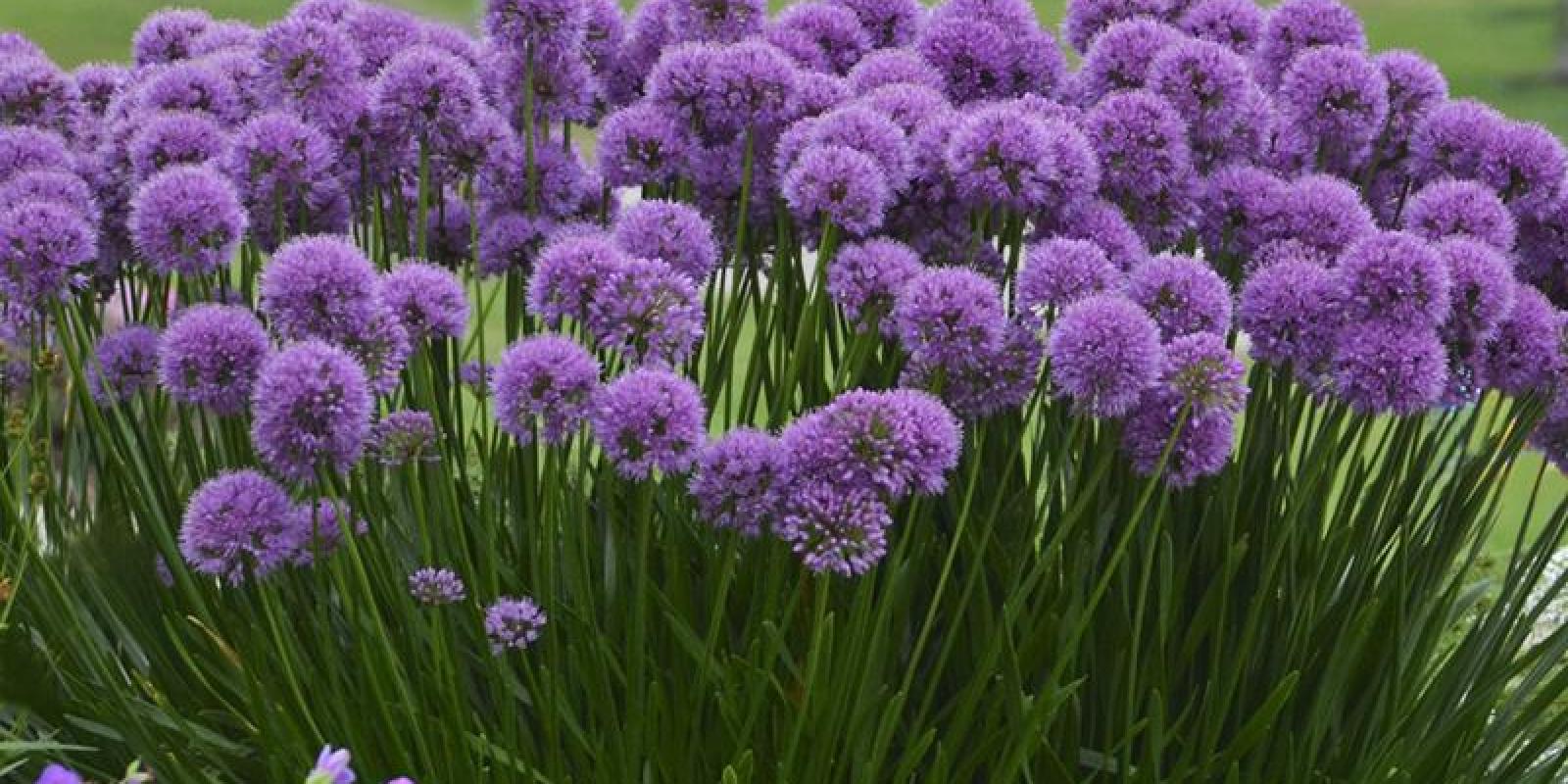 Plante : ALMI