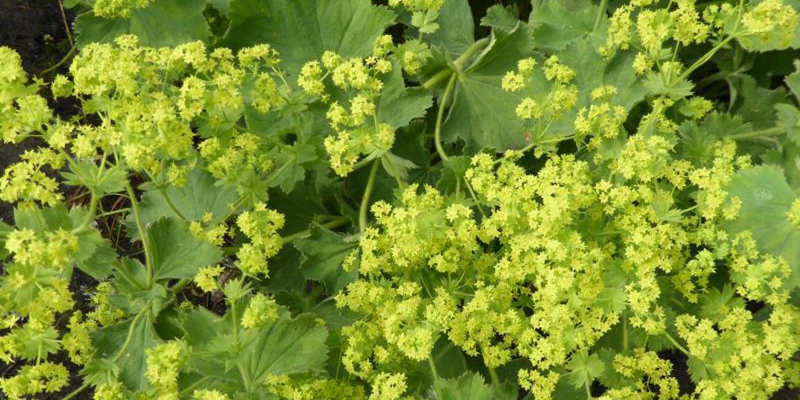 Plante : ALMO