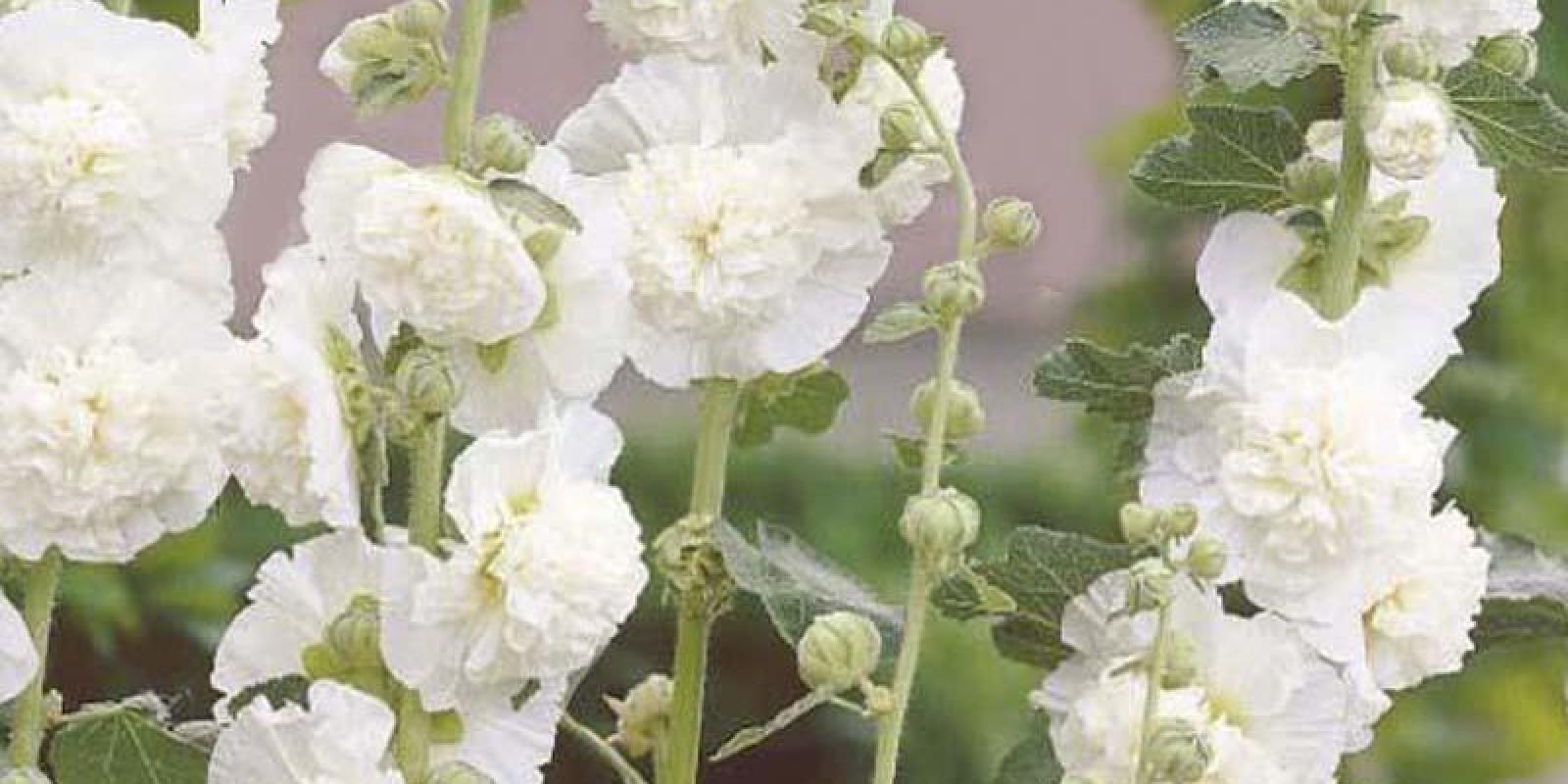Plante : ALRO
