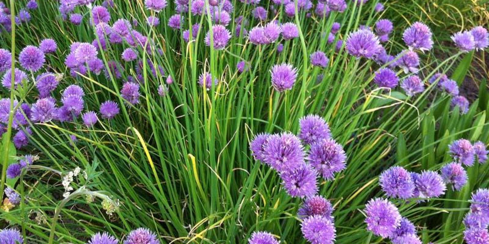 Plante : ALSC