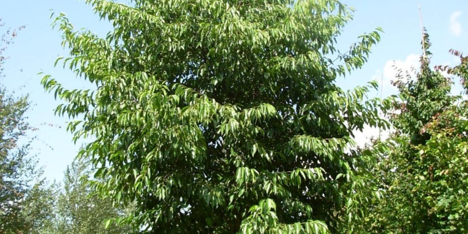 Plante : ALSP
