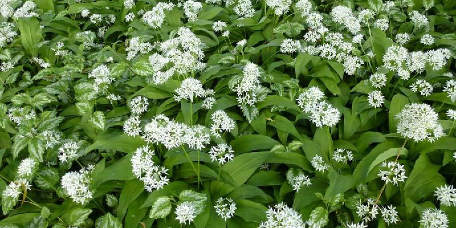 Plante : ALUR