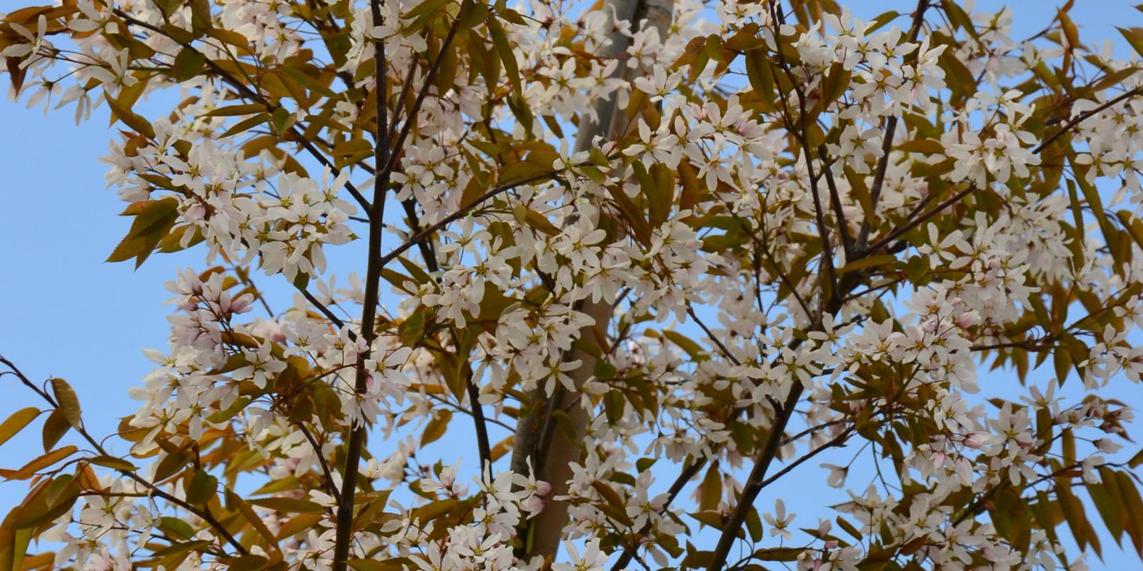 Plante : AMARROHI