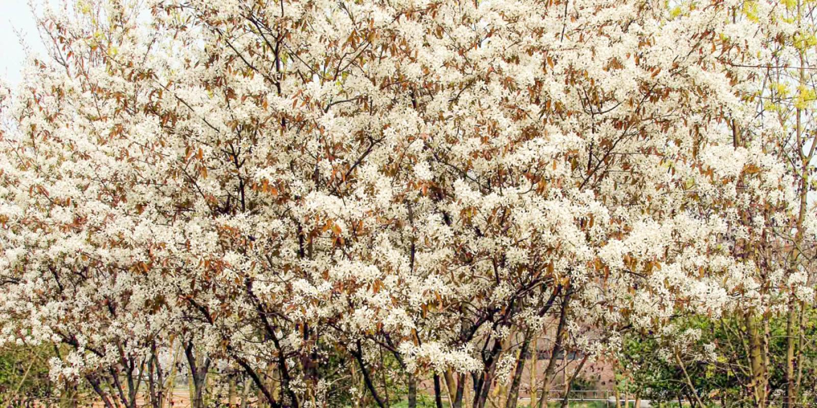 Plante : AMLA