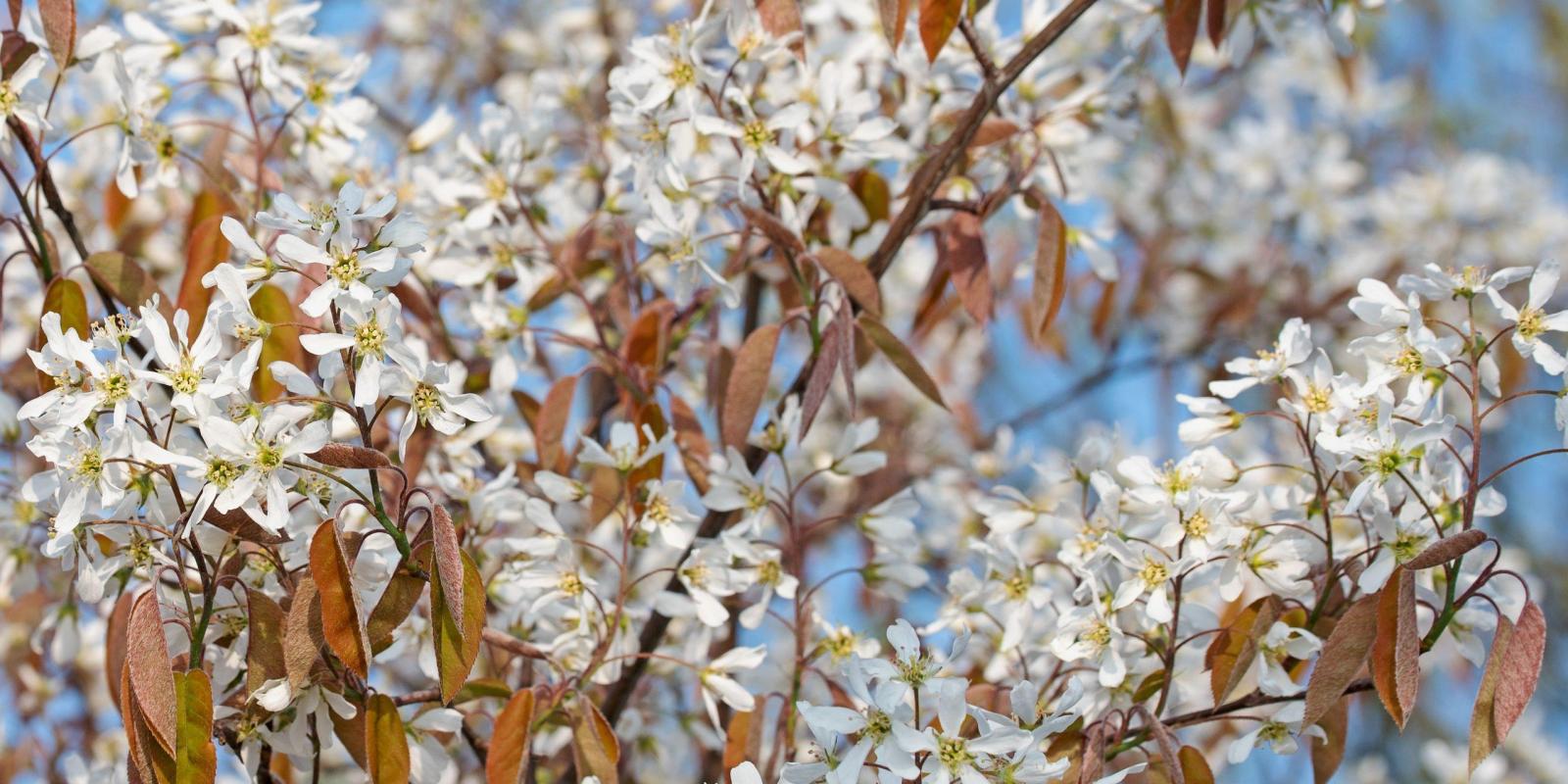 Plante : AMLABA
