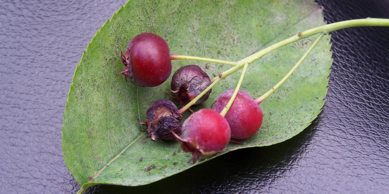 Plante : AMLAPF