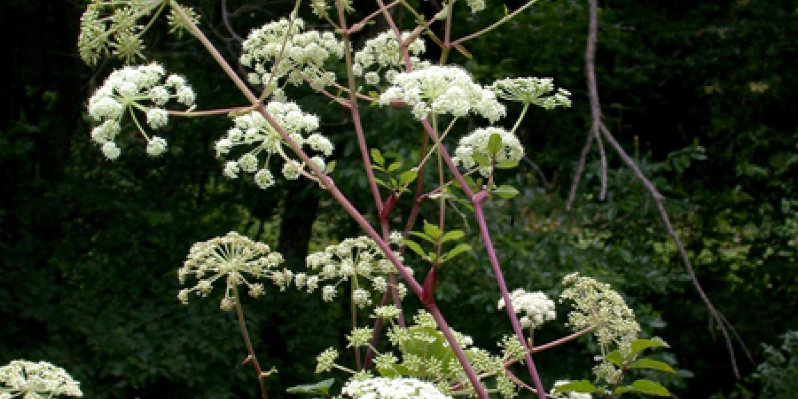 Plante : ANGE