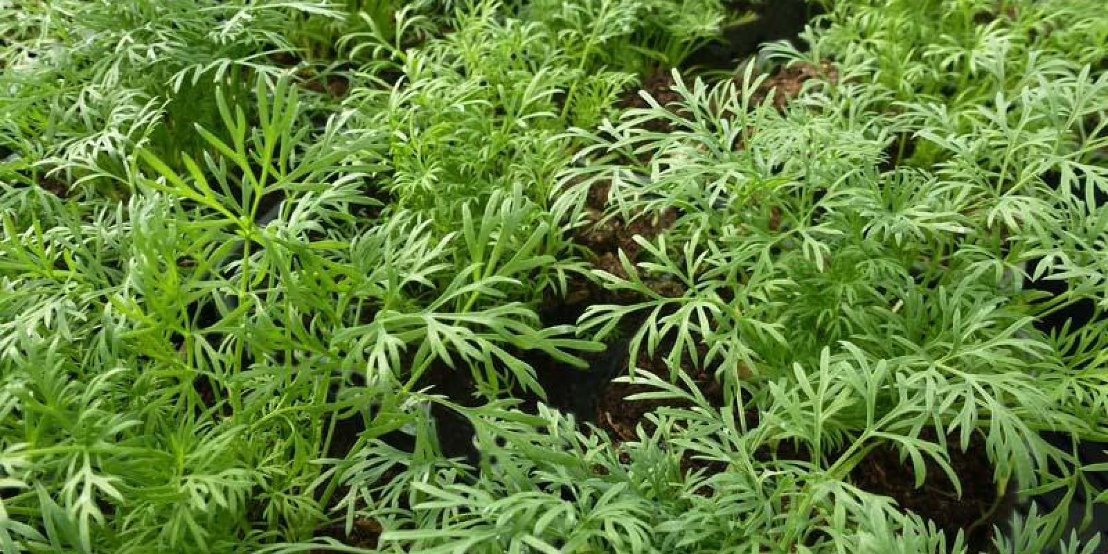 Plante : ANGR