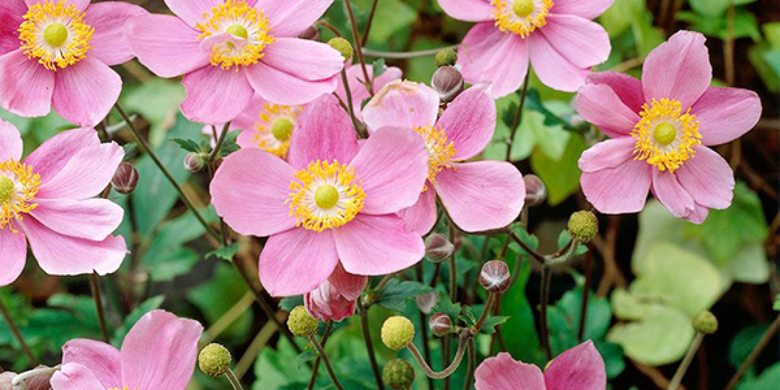 Plante : ANHUSECH