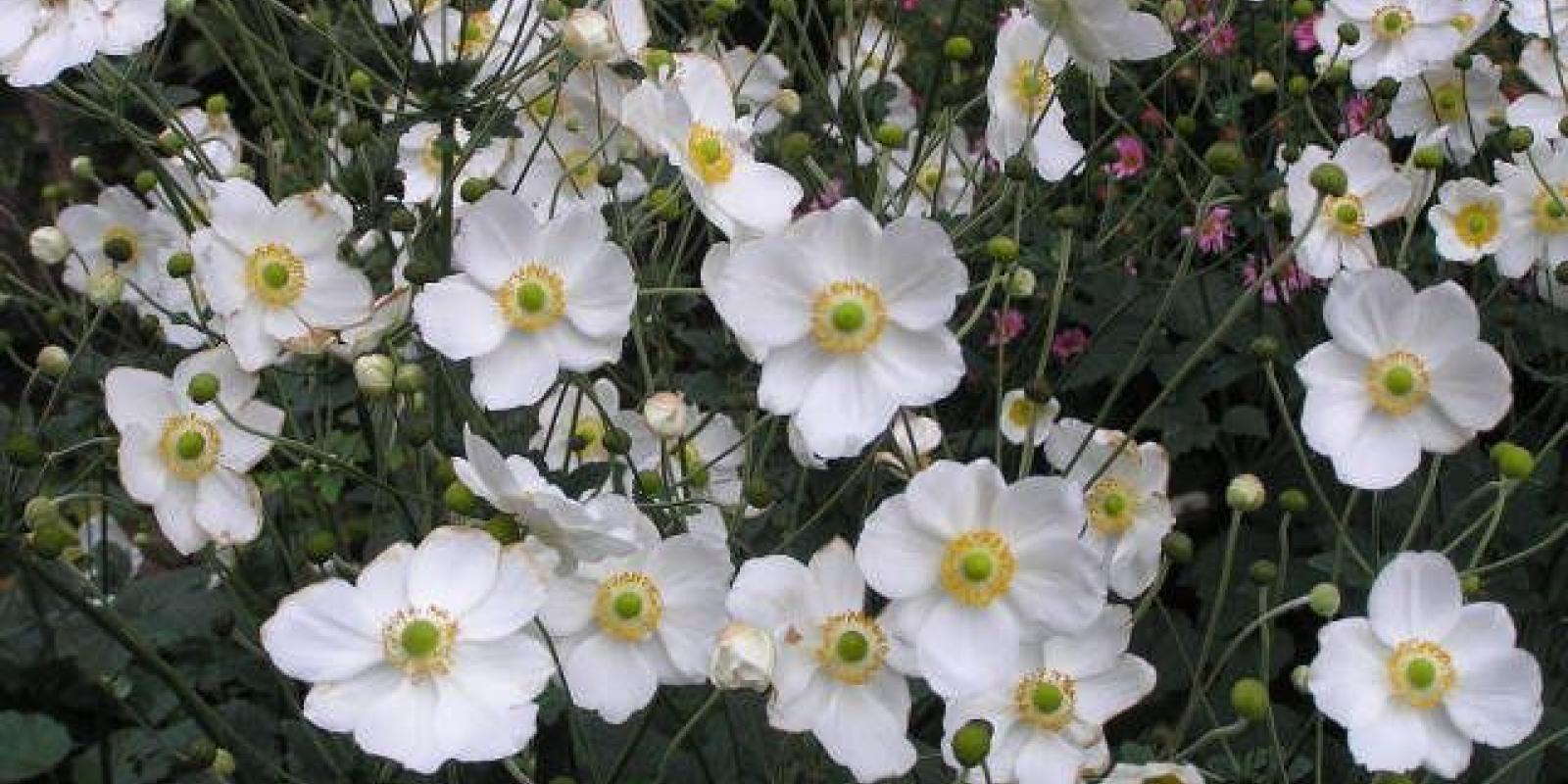 Plante : ANHYHOJO