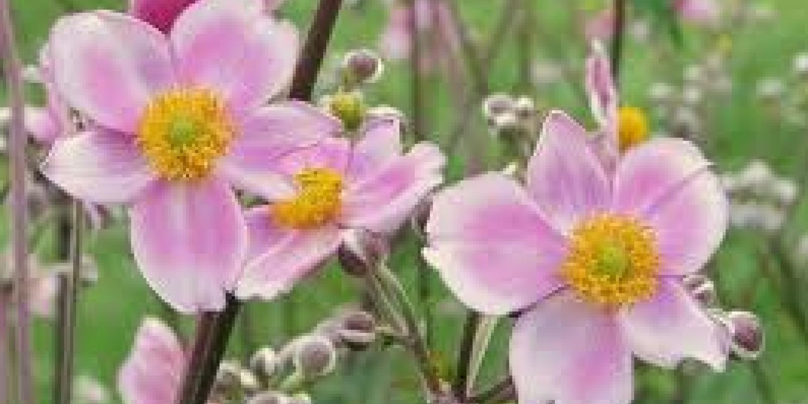 Plante : ANHYRECH