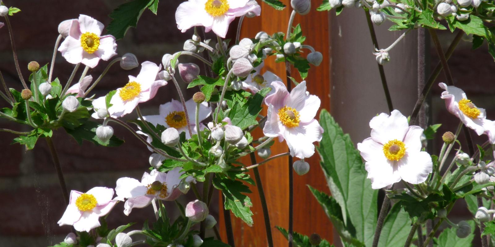 Plante : ANHYRIAH