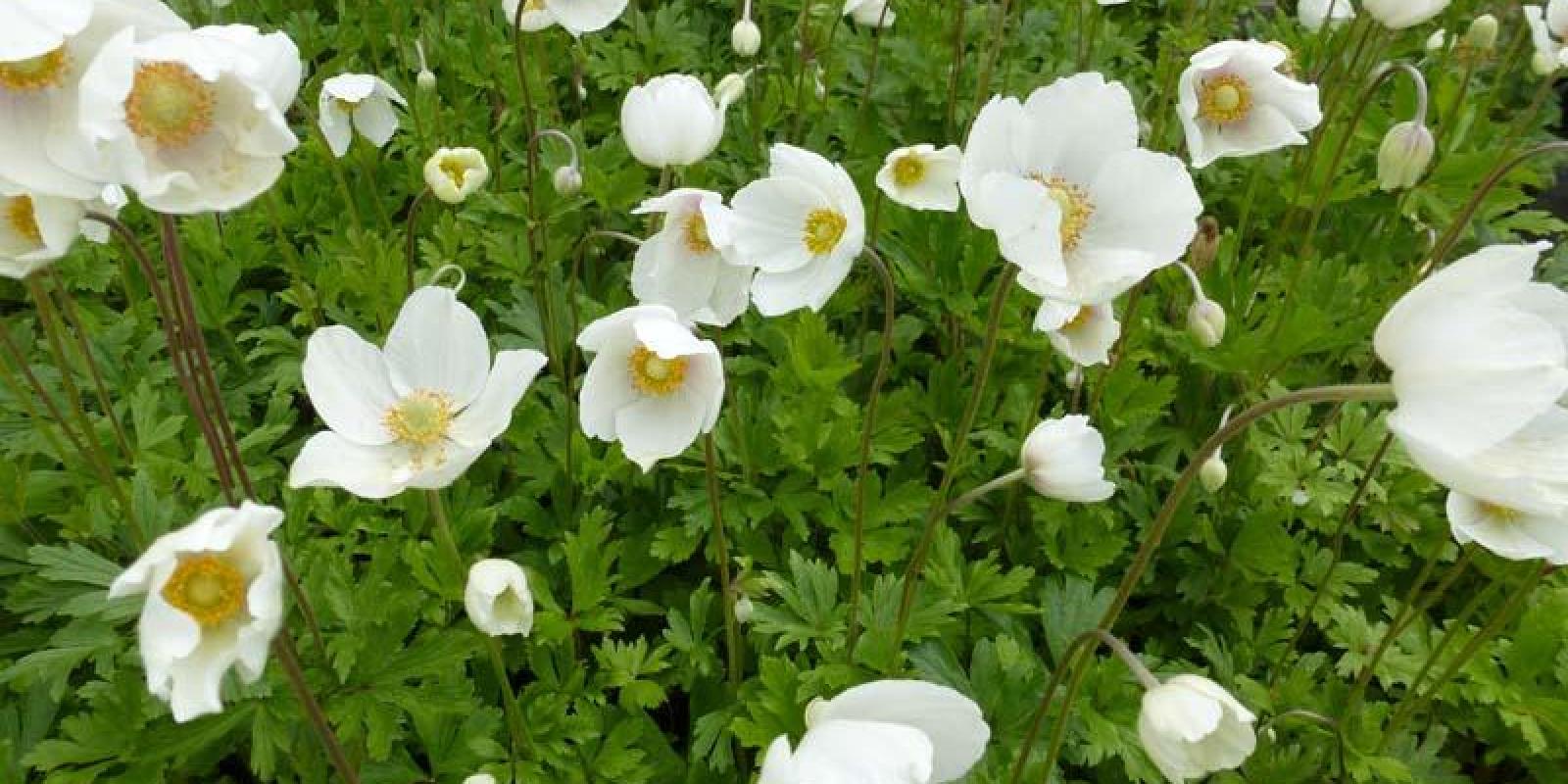 Plante : ANSY