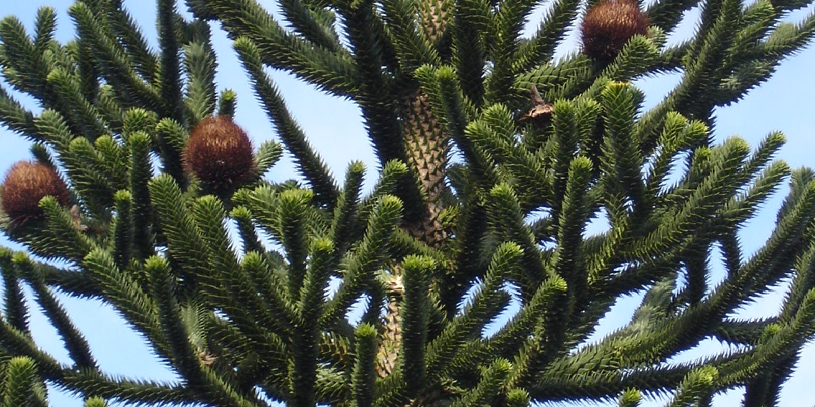 Plante : ARAR