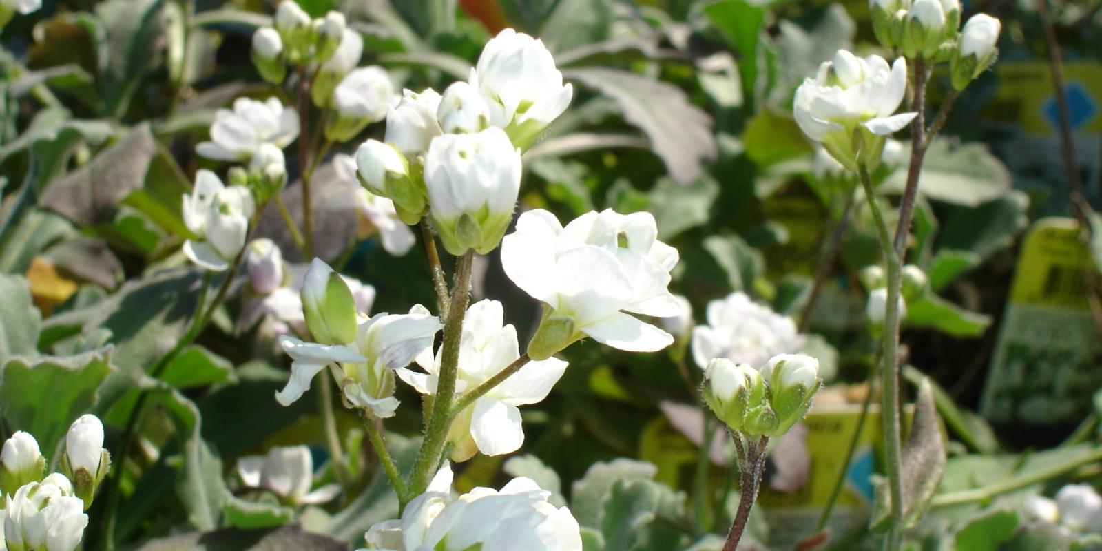 Plante : ARCA