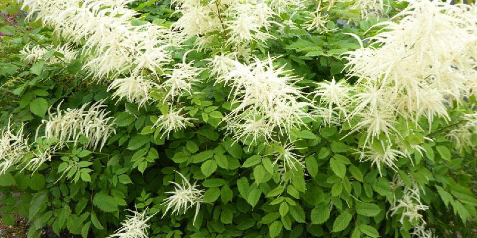Plante : ARDI