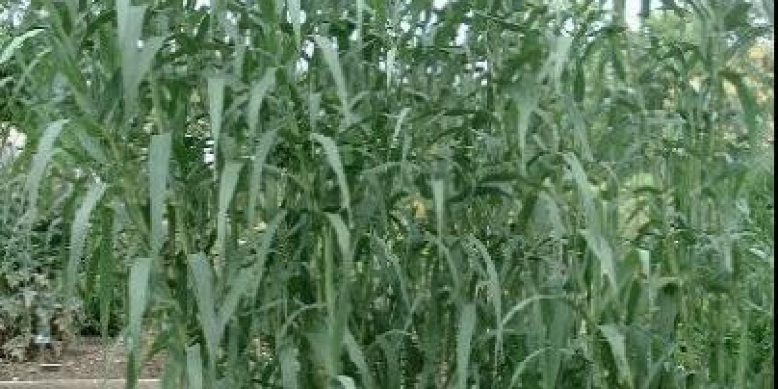Plante : ARDO