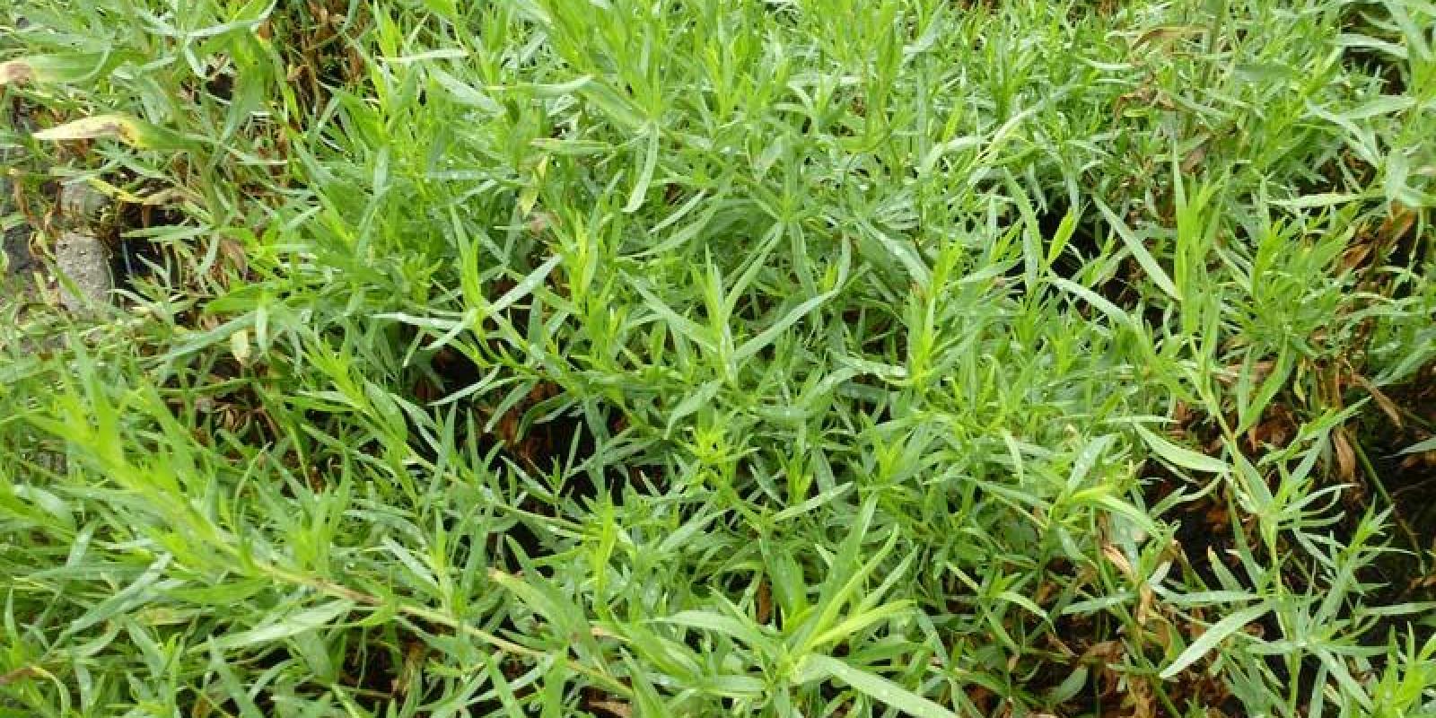 Plante : ARDR