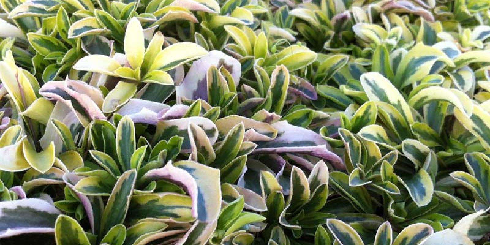 Plante : ARFEOG