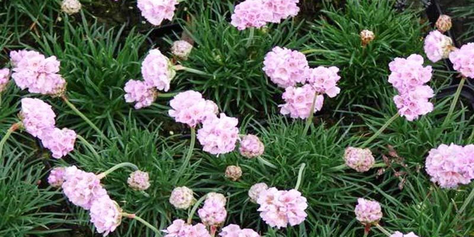 Plante : ARMAROCO