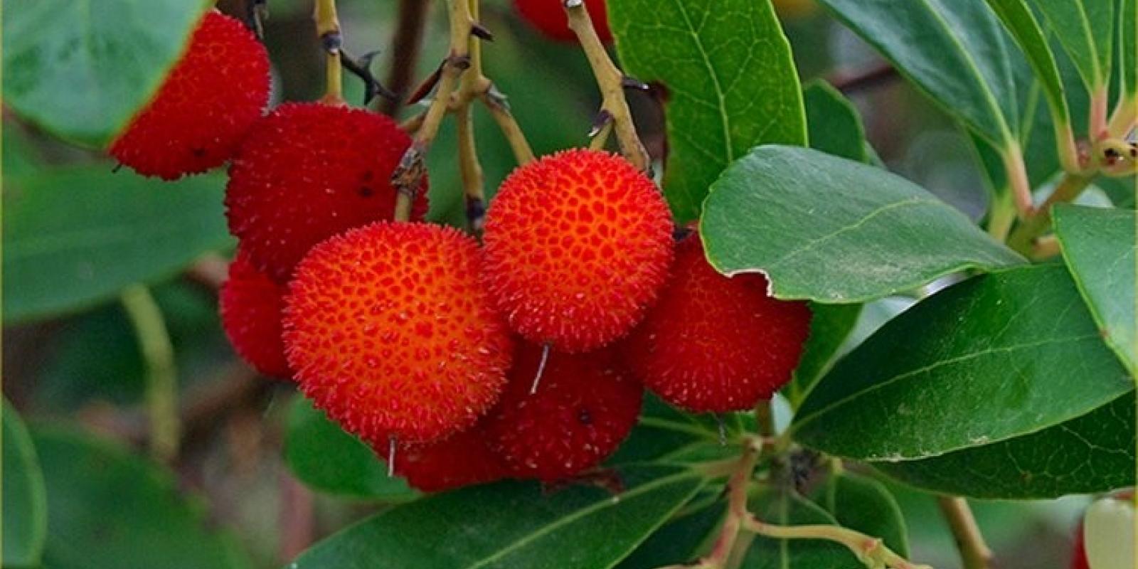 Plante : ARUNRU