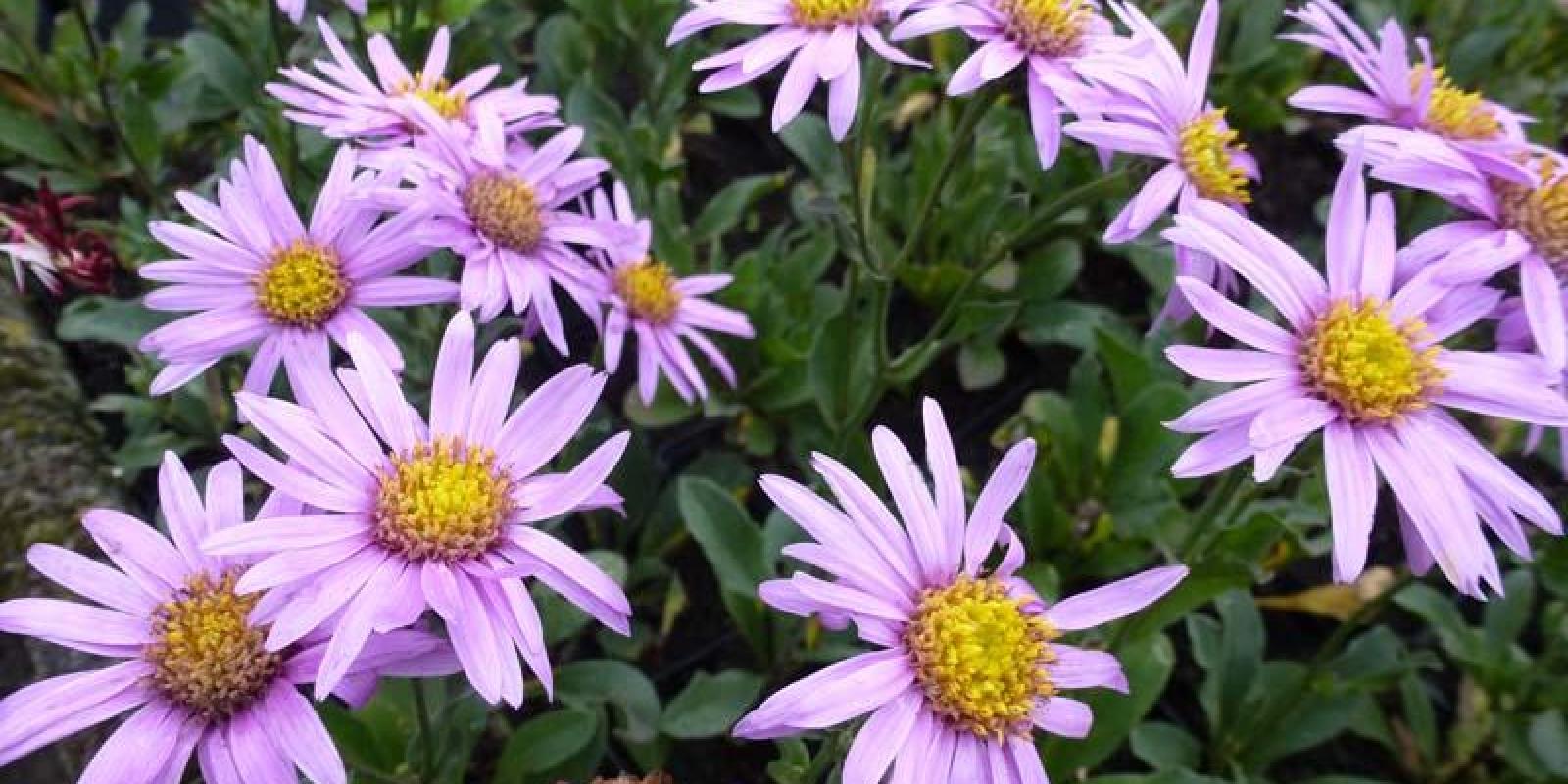 Plante : ASAM