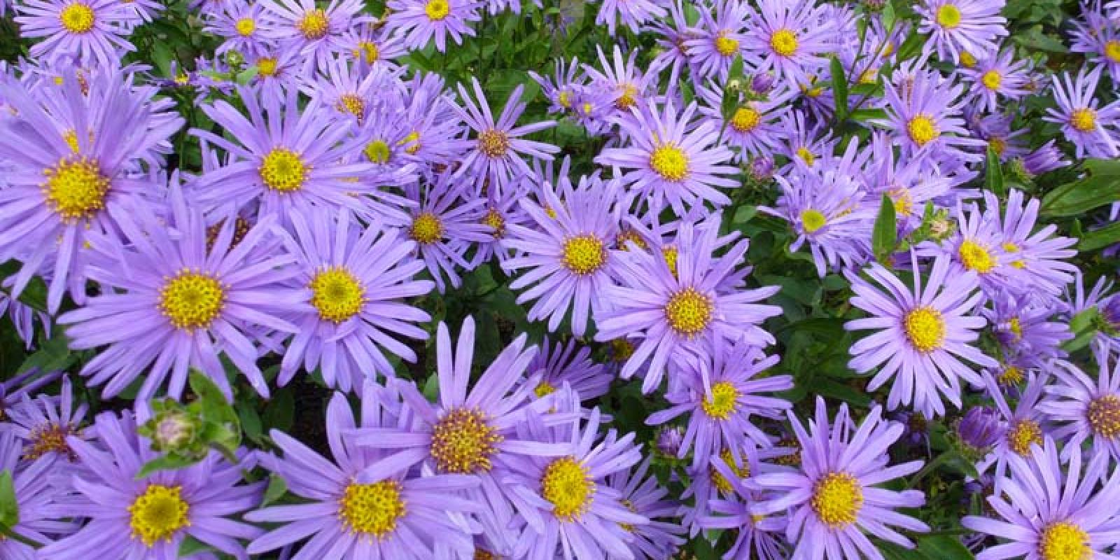 Plante : ASAMSO