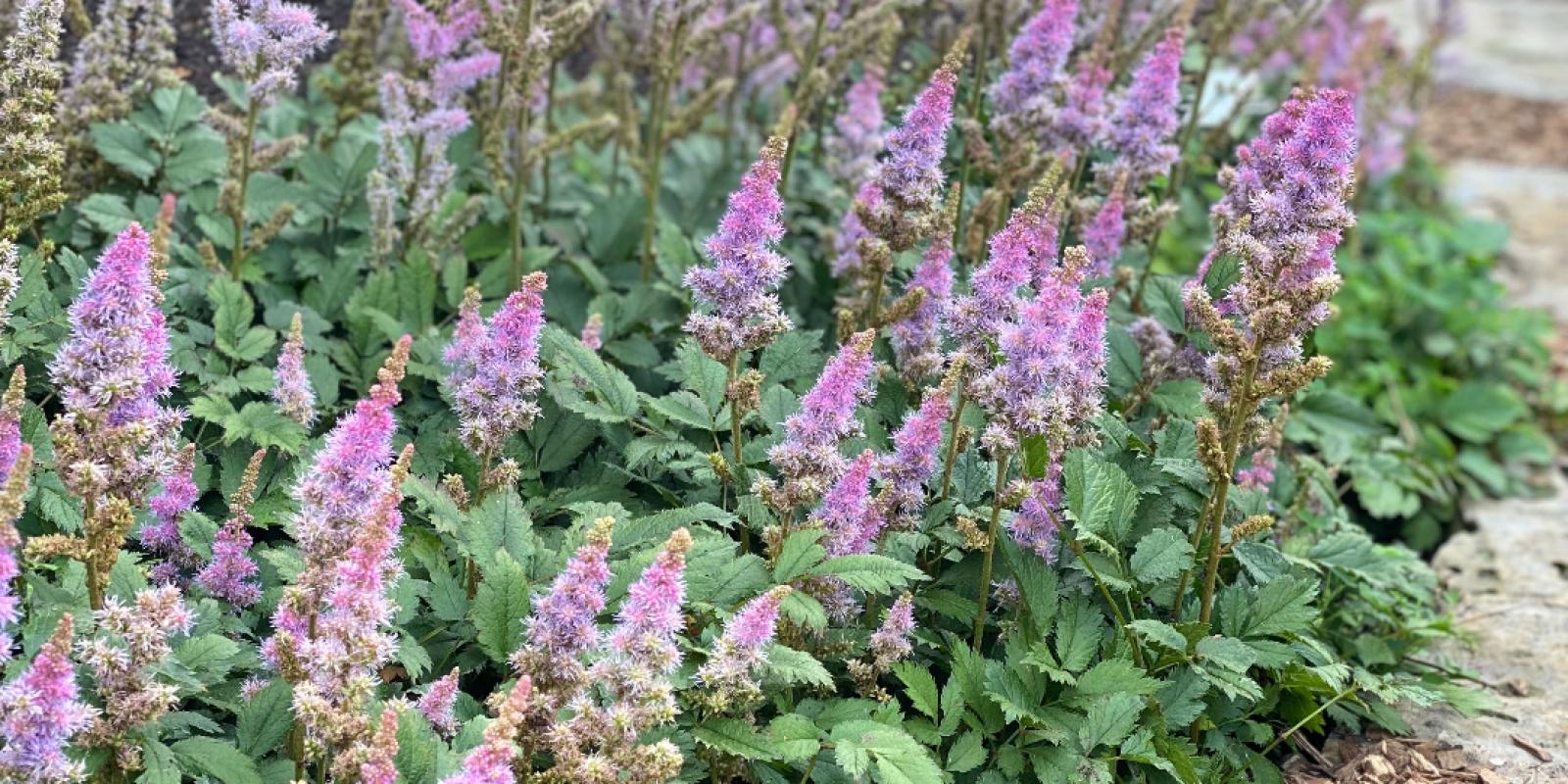 Plante : ASCHPU