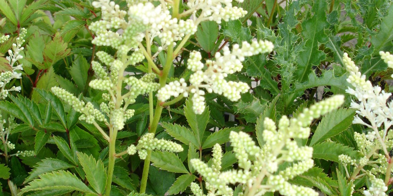 Plante : ASDE