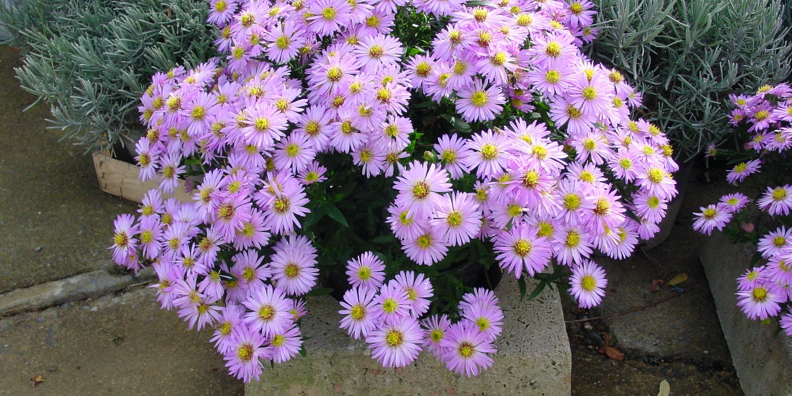 Plante : ASDU