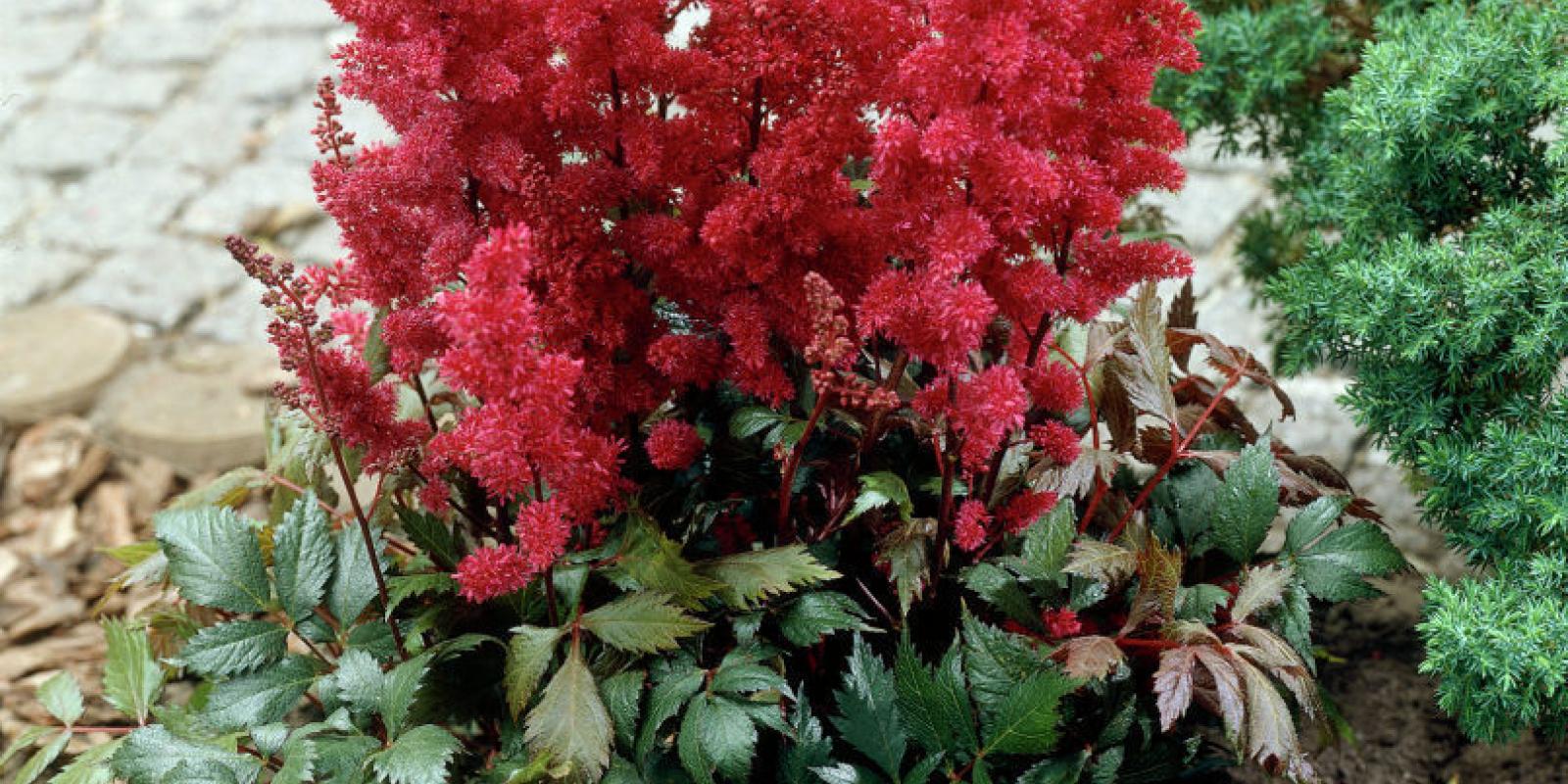 Plante : ASFA