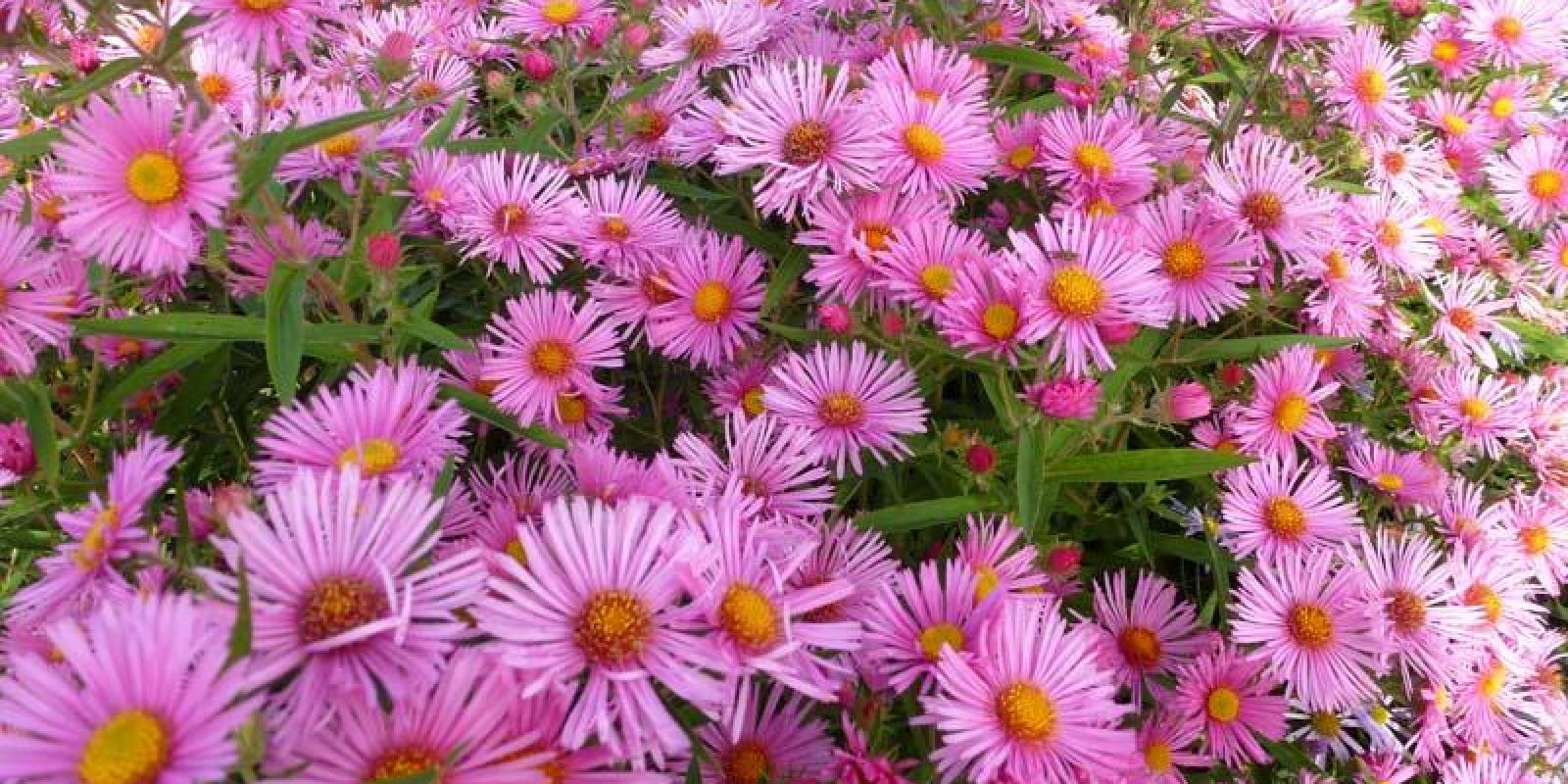 Plante : ASNOAN