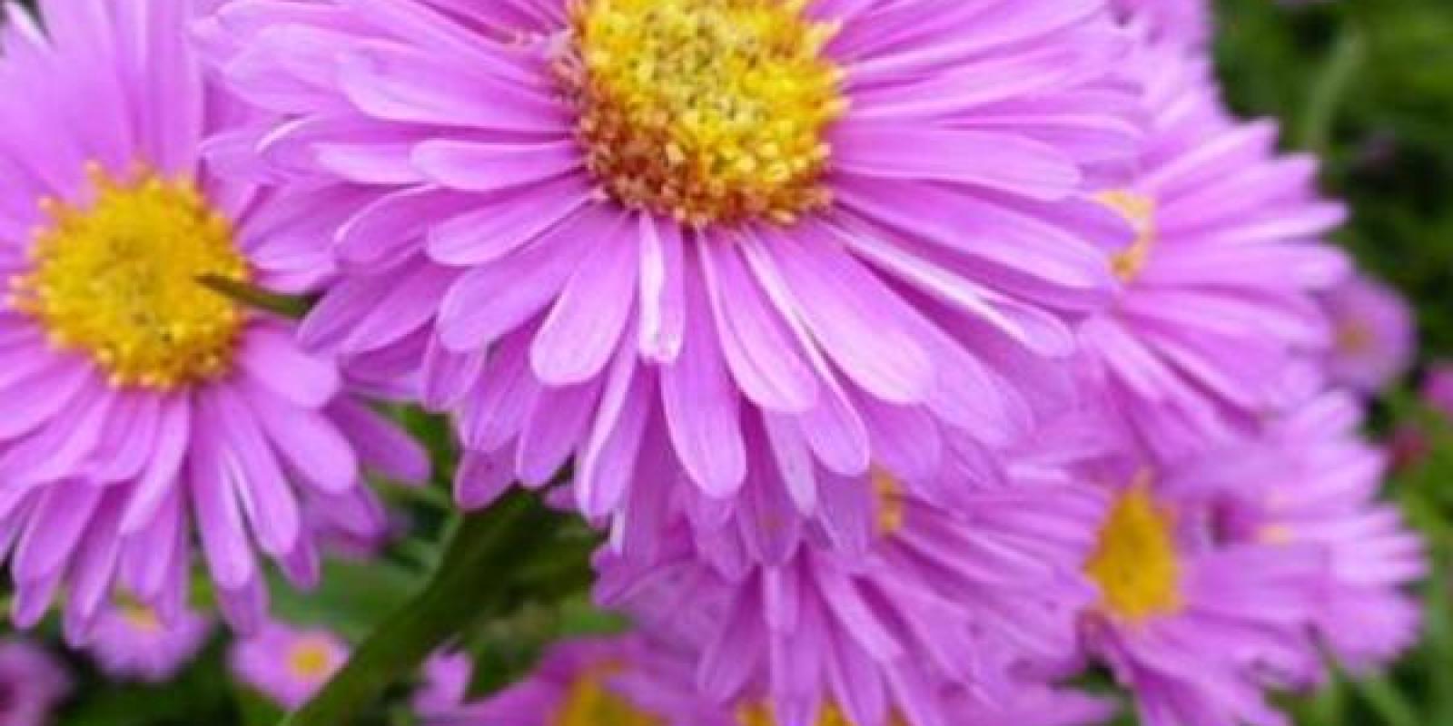 Plante : ASNOBE